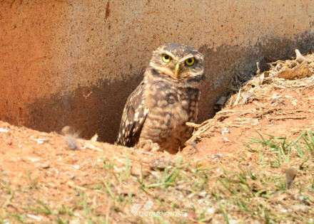 toca-das-corujas-e-sinonimo-de-preservacao-da-fauna-em-sumare-correio-nogueirense