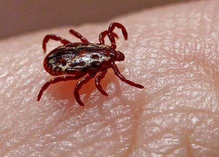 instituto-adolfo-lutz-confirma-febre-maculosa-em-indaiatuba-correio-nogueirense