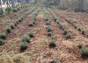 meio-ambiente-e-parceiros-fazem-plantio-de-295-mudas-no-bairro-sao-roque-em-americana-correio-nogueirense