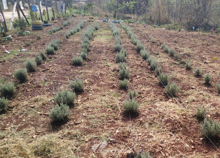 meio-ambiente-e-parceiros-fazem-plantio-de-295-mudas-no-bairro-sao-roque-em-americana-correio-nogueirense