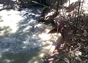 municipe-flagra-esgoto-sendo-despejado-em-rio-proximo-a-estacao-da-ete-stocco-correio-nogueirense