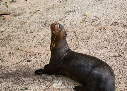 parque-ecologico-de-americana-recebe-a-ariranha-jhonny-e-reabre-recinto-apos-anos-interditado-correio-nogueirense