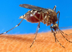 anvisa-aprova-registro-de-remedio-para-malaria-em-dose-unica-correio-nogueirense