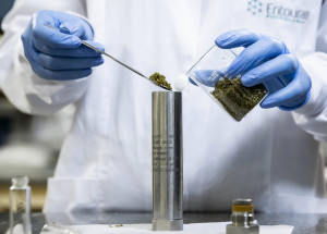 especialistas-debatem-potencial-de-canabinoides-na-saude-do-idoso-correio-nogueirense