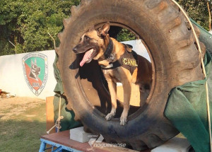 sumare-disputa-11-campeonato-de-caes-de-policia-das-guardas-municipais-correio-nogueirense