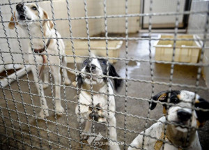 camara-endurece-penas-para-quem-comete-maus-tratos-a-animal-domestico-correio-nogueirense