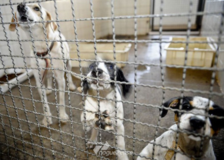 camara-endurece-penas-para-quem-comete-maus-tratos-a-animal-domestico-correio-nogueirense
