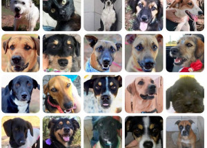 feira-de-adocao-em-prol-do-ccz-acontece-neste-sabado-em-americana-correio-nogueirense