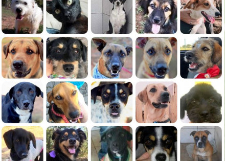 feira-de-adocao-em-prol-do-ccz-acontece-neste-sabado-em-americana-correio-nogueirense