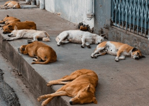 senado-deve-votar-projeto-que-proibe-sacrificio-de-animais-de-rua-correio-nogueirense