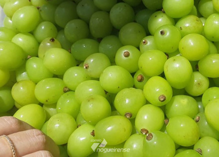 estado-de-sao-paulo-produz-a-primeira-uva-gourmet-do-brasil-correio-nogueirense