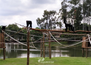 macacos-do-parque-ecologico-de-americana-voltam-a-habitar-a-ilha-apos-reforma-no-lago-principal-correio-nogueirense