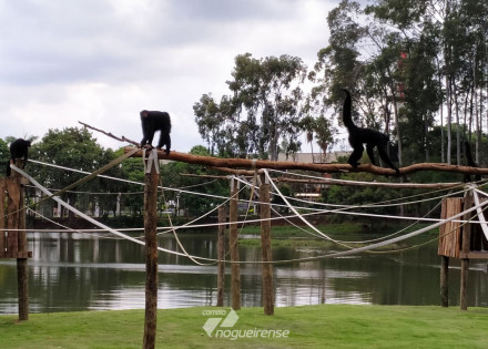 macacos-do-parque-ecologico-de-americana-voltam-a-habitar-a-ilha-apos-reforma-no-lago-principal-correio-nogueirense