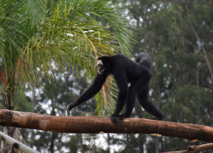 mais-macacos-voltam-a-habitar-ilha-dos-primatas-no-parque-ecologico-em-americana-correio-nogueirense