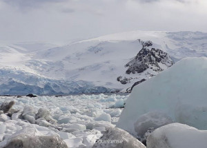 peninsula-antartica-pode-sofrer-invasao-de-especies-alerta-pesquisa-correio-nogueirense