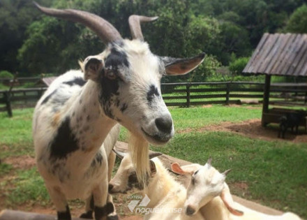 prefeitura-de-itatiba-e-zooparque-retomam-parceria-para-fevereiro-correio-nogueirense