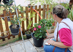 saude-de-holambra-intensifica-acoes-de-combate-a-dengue-correio-nogueirense