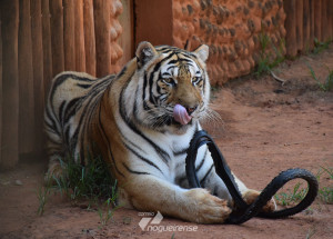 animais-do-parque-ecologico-em-americana-recebem-enriquecimento-ambiental-correio-nogueirense