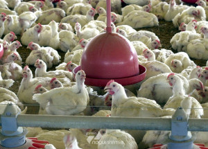 china-reporta-surto-de-gripe-aviaria-correio-nogueirense