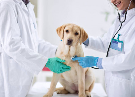 prefeitura-de-artur-nogueira-anuncia-inicio-as-atividades-da-nova-uvz-unidade-de-vigilancia-em-zoonoses-correio-nogueirense