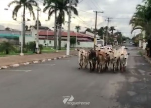 vacas-passeiam-na-lagoa-dos-passaros-em-artur-nogueira-correio-nogueirense