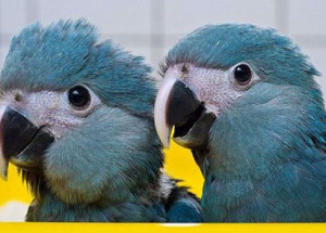 ararinhas-azuis-chegam-ao-brasil-nesta-terca-feira-correio-nogueirense