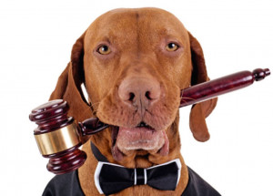 conselho-municipal-de-protecao-e-defesa-dos-animais-de-indaiatuba-promove-palestra-na-camara-dos-vereadores-correio-nogueirense