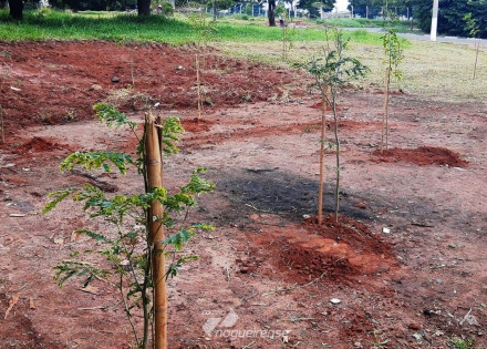 prefeitura-de-sumare-promove-plantio-de-arvores-em-area-publica-do-matao-correio-nogueirense