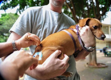 artur-nogueira-realiza-campanha-de-vacinacao-antirrabica-correio-nogueirense