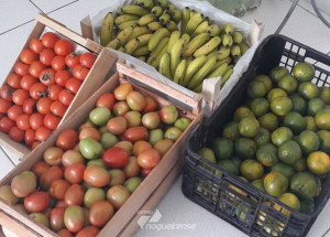 fundo-social-de-solidariedade-de-sumare-encaminha-doacao-de-alimentos-pereciveis-para-instituicoes-da-cidade-correio-nogueirense