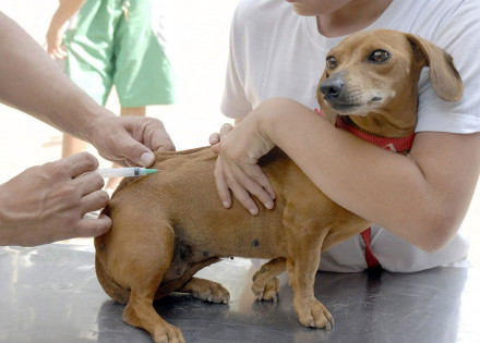 prefeitura-informa-que-realizara-mensalmente-vacinacao-antirrabica-correio-nogueirense