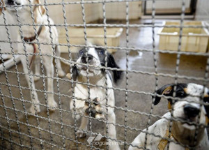 adocao-de-animais-domesticos-e-opcao-em-meio-ao-isolamento-social-correio-nogueirense