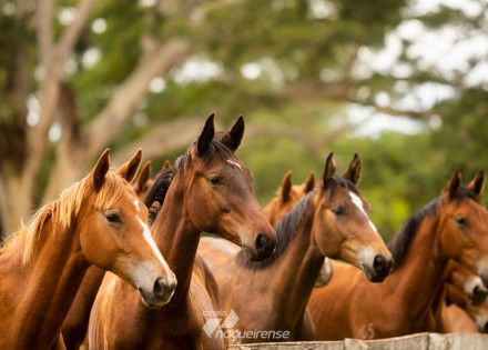 parceria-entre-secretarias-permite-criacao-de-cavalos-e-incrementa-policiamento-em-sp-correio-nogueirense