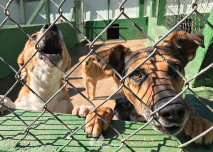 prefeito-de-indaiatuba-sanciona-lei-que-cria-banco-de-racao-para-animais-no-municipio-correio-nogueirense