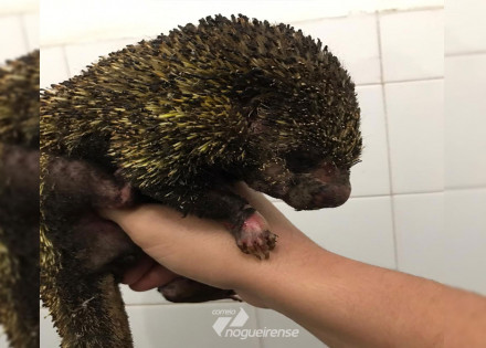 a-importancia-do-parque-ecologico-de-americana-para-a-recuperacao-dos-animais-originarios-de-queimadas-correio-nogueirense