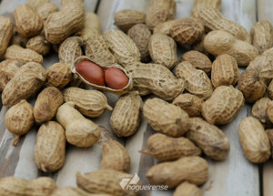 estado-de-sao-paulo-produz-90-do-amendoim-brasileiro-e-movimenta-economia-do-setor-correio-nogueirense