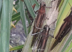 governo-traca-diretrizes-para-eventual-combate-a-gafanhotos-no-pais-correio-nogueirense