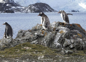 polo-sul-aquecimento-foi-tres-vezes-a-taxa-global-nos-ultimos-30-anos-correio-nogueirense