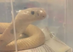 cobra-naja-e-encontrada-em-brasilia-correio-nogueirense