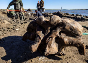 esqueleto-de-mamute-bem-preservado-e-encontrado-no-artico-russo-correio-nogueirense