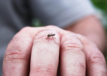 secretaria-de-saude-de-pedreira-convoca-a-populacao-para-combater-o-mosquito-da-dengue-correio-nogueirense