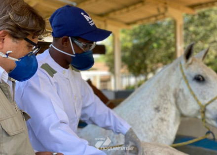 em-10-dias-anvisa-deve-receber-pedido-de-registro-de-soros-de-cavalos-correio-nogueirense