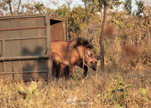 escolhido-para-cedula-de-r-200-lobo-guara-sofre-ameaca-de-extincao-correio-nogueirense
