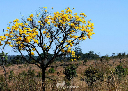 areas-de-biomas-brasileiros-cairam-834-entre-2000-e-2018-correio-nogueirense