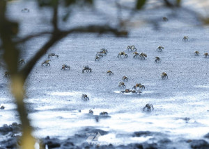 justica-suspende-decisao-do-conama-que-revogou-resolucoes-ambientais-correio-nogueirense
