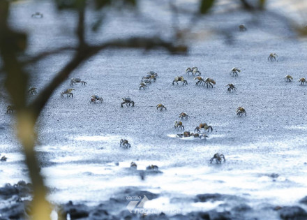 justica-suspende-decisao-do-conama-que-revogou-resolucoes-ambientais-correio-nogueirense