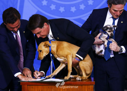 lei-aumenta-pena-para-maus-tratos-a-caes-e-gatos-correio-nogueirense