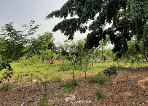 no-dia-da-arvore-prefeitura-de-sumare-realiza-o-plantio-de-mais-de-100-mudas-correio-nogueirense