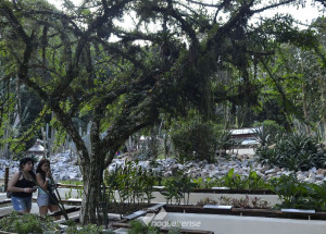 quase-40-das-plantas-estao-ameacadas-de-extincao-mostra-pesquisa-correio-nogueirense