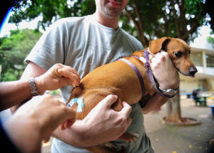 905008-vacina_caes_gatos_df_7590